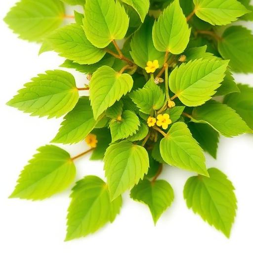 Horny Goat Weed